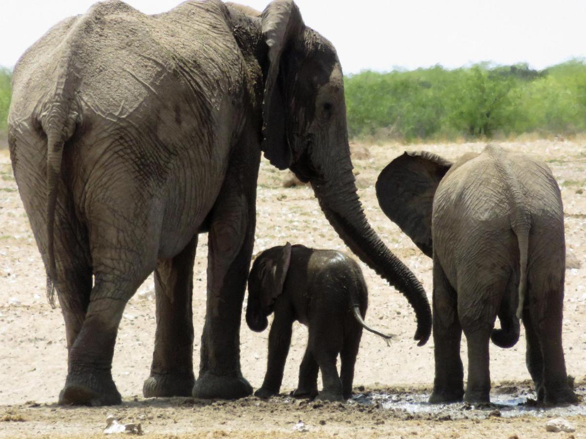 Etosha Safari Camping2Go Okaukuejo Exteriör bild